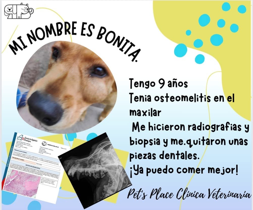 Testimonio de paciente atendido en Place for Pet's