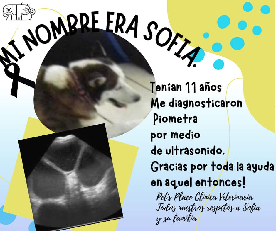 Testimonio de paciente atendido en Place for Pet's