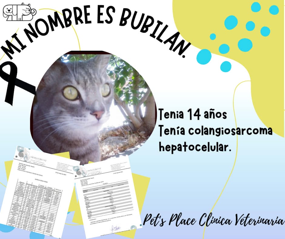 Testimonio de paciente atendido en Place for Pet's
