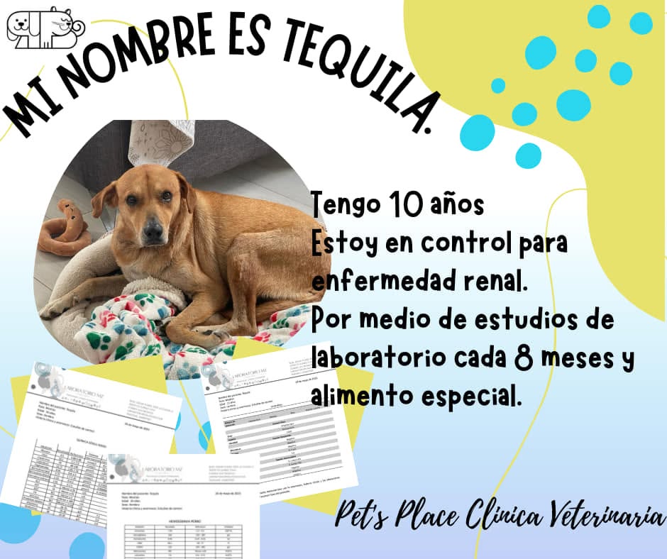 Testimonio de paciente atendido en Place for Pet's